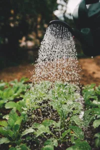 plants watering garden gardening herbs